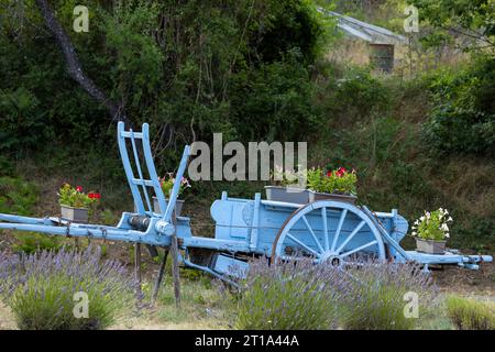 Carrello in legno blu con lavanda in Provenza, Francia Foto Stock