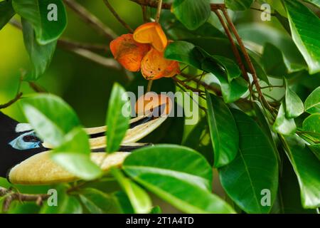 Un carpino torto orientale maschile premia con cura un frutto di castagno cinese dal suo involucro, Singapore Foto Stock