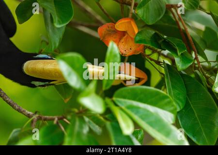 Un carpino torto orientale maschile premia con cura un frutto di castagno cinese dal suo involucro, Singapore Foto Stock