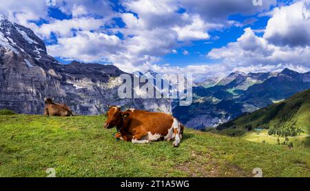 Scenario naturalistico della Svizzera. Verdi pascoli svizzeri con mucche circondate da montagne alpine e cime innevate Foto Stock