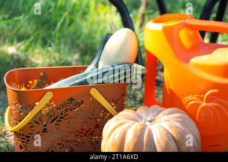 Raccolta di verdure in giardino, zucca, zucchine, pomodori, carote in un cestino accanto a una lattina da irrigare e a un carretto da giardino. Festa del raccolto, regalo Foto Stock