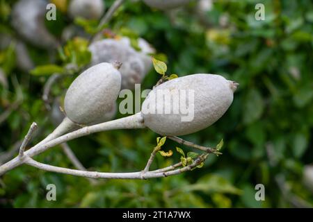 Gardenia selvatica thunbergia, frutti vegetali, africa, in natura sono mangiati da elefanti, bufalo, kudu, frutta dura e fibrosa. Foto Stock