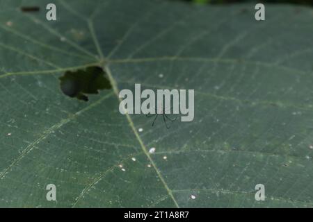 Vista ventrale ad angolo elevato di un piccolo ragno nero (ragno tessitore orbo) seduto sulla sua piccola ragnatela. La rete a ragno è stata costruita unendo i bordi di a. Foto Stock