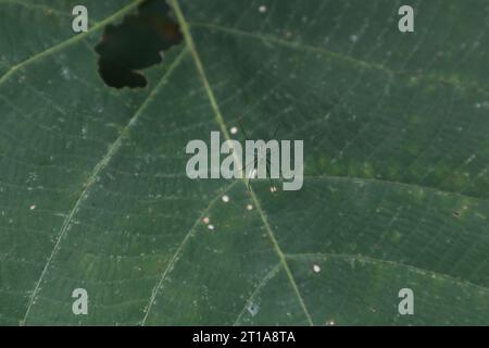 Vista ventrale di un piccolo ragno nero sulla sua piccola rete di ragni realizzata unendo i bordi delle foglie di una foglia curva di Macaranga Peltata. Questa bel ragno Foto Stock