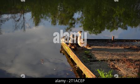 Un'anatra madre con piccoli anatroccoli si sta crogiolando al sole. Primo piano delle anatre sedute sulla riva sullo sfondo del tramonto. Animali selvatici Foto Stock