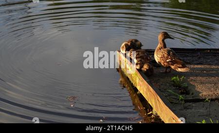 Un'anatra madre con piccoli anatroccoli si sta crogiolando al sole. Primo piano delle anatre sedute sulla riva sullo sfondo del tramonto. Animali selvatici Foto Stock