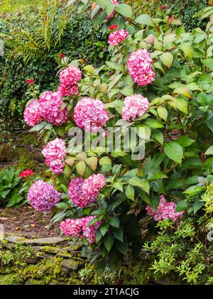 Fiori bianchi dai bordi rossi nella mophead mostra dell'arbusto deciduo, Hydrangea macrophylla "Mirai" Foto Stock