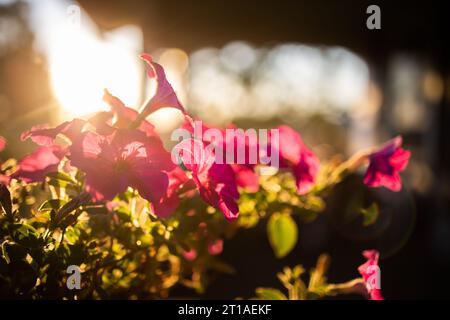 I fiori di petunia a onda magenta sono retroilluminati dal sole del tardo pomeriggio in un caldo giorno di ottobre. Luci chiare, macchie solari e ombre scure. Foto Stock