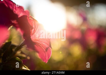 I fiori di petunia a onda magenta sono retroilluminati dal sole del tardo pomeriggio in un caldo giorno di ottobre. Luci chiare, macchie solari e ombre scure. Foto Stock