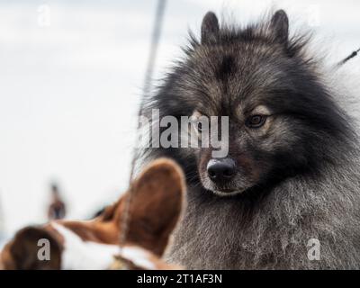 Bellissimi cani a una mostra all'aperto. Diverse razze di cani. Foto Stock
