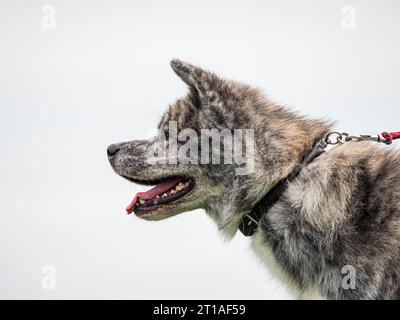 Bellissimi cani a una mostra all'aperto. Diverse razze di cani. Foto Stock