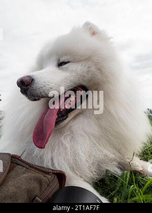 Bellissimi cani a una mostra all'aperto. Diverse razze di cani. Foto Stock