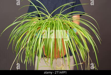 Con in mano una pianta di ragno in vaso, fiorista che si prende cura della pianta della casa, giardinaggio a casa Foto Stock