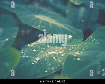 Immagine sbiadita di gocce di pioggia dewy su grandi foglie di piante di taro con orecchio di elefante, bella sfumatura di verde, alle Hawaii. Immagine per testo o sfondo. Foto Stock