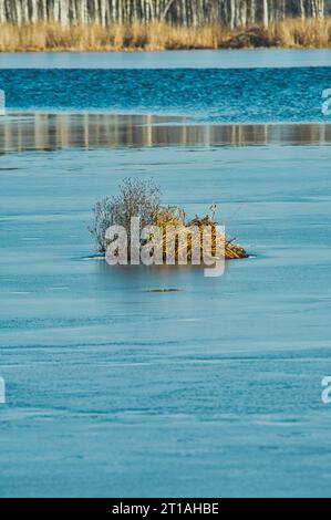 un mazzo di canna da zucchero al centro di un lago parzialmente coperto di ghiaccio durante il giorno di sole nella stagione invernale Foto Stock