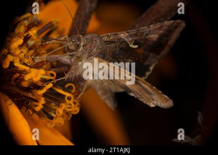 Autographa gamma famiglia Noctuidae genere Autographa Silver Y falena natura selvaggia fotografia di insetti, foto, sfondo Foto Stock