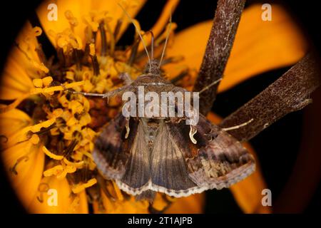 Autographa gamma famiglia Noctuidae genere Autographa Silver Y falena natura selvaggia fotografia di insetti, foto, sfondo Foto Stock