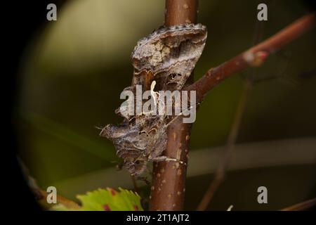 Autographa gamma famiglia Noctuidae genere Autographa Silver Y falena natura selvaggia fotografia di insetti, foto, sfondo Foto Stock