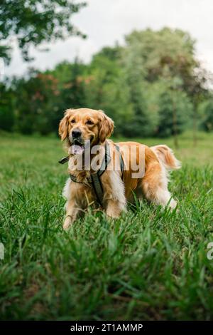 Il golden retriever Foto Stock