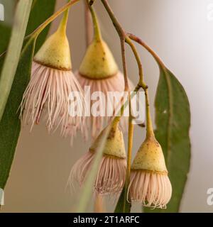 Primo piano dei delicati fiori rosa di Eucalyptus sideroxylon (mugga o ironbark rosso). Foto Stock