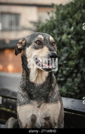 buon cane di strada Foto Stock