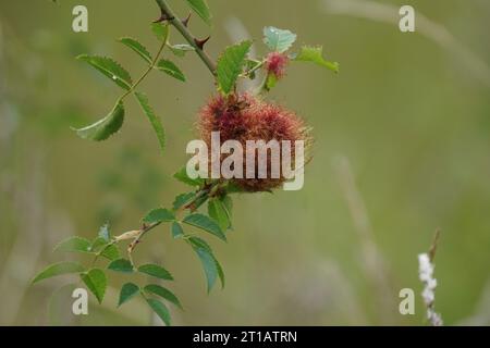 Robin's Pincushion (Diplolepis rosae), Regno Unito Foto Stock