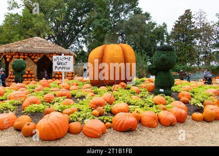 Dallas, Stati Uniti. 12 ottobre 2023. Una grande zucca è esposta nel Pumpkin Village di Dallas Arboretum, Texas, Stati Uniti, il 12 ottobre 2023. Il Pumpkin Village, acclamato a livello nazionale, all'arboreto di Dallas, ospita case di zucca e mostre creative realizzate con oltre 100.000 zucche, zucche e squash. Crediti: Dan Tian/Xinhua/Alamy Live News Foto Stock