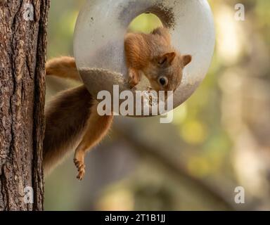 Divertente scoiattolo rosso scozzese che si allunga per rubare i cuori di girasole da un alimentatore di uccelli Foto Stock