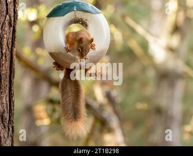 Divertente scoiattolo rosso scozzese che oscilla in un alimentatore di uccelli mangiando cuori di girasole nel bosco Foto Stock