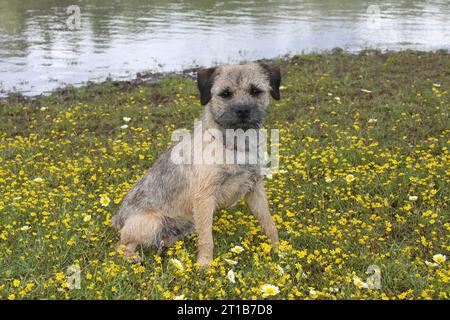 Il Border Terrier si trova in un campo di fiori gialli con l'acqua sullo sfondo. Foto Stock