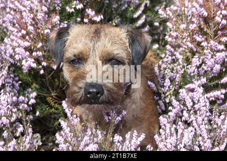 Border Terrier da vicino circondato da cespugli rosa Foto Stock