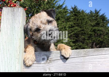 Border Terrier appoggiato su una recinzione che guarda sopra con le zampe sopra la recinzione Foto Stock