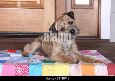 Terrier di confine adagiato su una trapunta sul portico anteriore Foto Stock