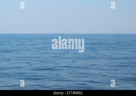 Due balene azzurre che emergono dall'acqua in una giornata di sole, Oceano Indiano, Sri Lanka. Tour di avvistamento delle balene Foto Stock