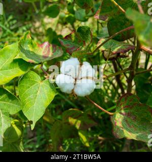 Gossypium herbaceum da vicino con baccelli di semi freschi. bordolo di cotone appeso alla pianta. Con la messa a fuoco selettiva sul soggetto. Primo piano del fiore di cotone bianco. Foto Stock