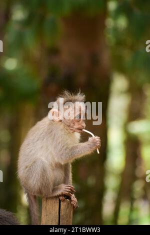 Una scimmia piccola (scimmia Rhesus) che regge un bastone lecca-lecca rubata a una persona. Foto Stock