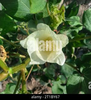 Gossypium herbaceum da vicino con baccelli di semi freschi. bordolo di cotone appeso alla pianta. Con la messa a fuoco selettiva sul soggetto. Primo piano del fiore di cotone bianco. Foto Stock