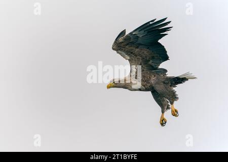 L'aquila dalla coda bianca (Haliaeetus albicilla) vola sopra l'acqua del delta dell'oder in Polonia, europa. Copia spazio. Le ali si spalmano. Foto Stock