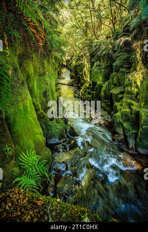 Fiume che scorre attraverso le profonde pareti del canyon nella foresta pluviale preistorica nell'isola centrale del nord della nuova Zelanda Foto Stock