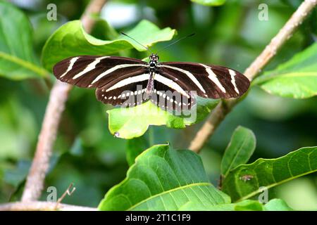 Natura e bellezza, luoghi di interesse della Florida, flora e fauna selvatiche, piante Foto Stock