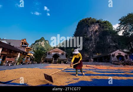 Raccolto di riso a Dong Van, ha Giang, Vietnam Foto Stock