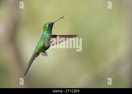 Lo smeraldo cubano (Riccordia ricordii) è una specie di colibrì degli "smeraldi", tribù Trochilini della sottofamiglia Trochilinae. Si trova a Cuba Foto Stock