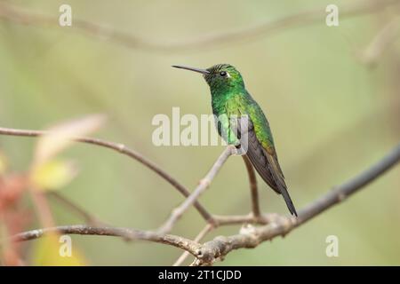 Lo smeraldo cubano (Riccordia ricordii) è una specie di colibrì degli "smeraldi", tribù Trochilini della sottofamiglia Trochilinae. Si trova a Cuba Foto Stock