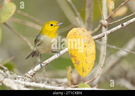 Parula a testa gialla (Teretistris fernandinae). È endemica della Cuba occidentale. Foto Stock