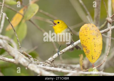 Parula a testa gialla (Teretistris fernandinae). È endemica della Cuba occidentale. Foto Stock