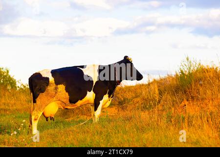 una mucca con una grande mammella si trova nel prato. mucca nel pascolo. vecchia mucca Foto Stock