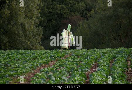 Scarecrow, fatto di una giacca di sicurezza sbiadita, in un campo con cavolo Foto Stock