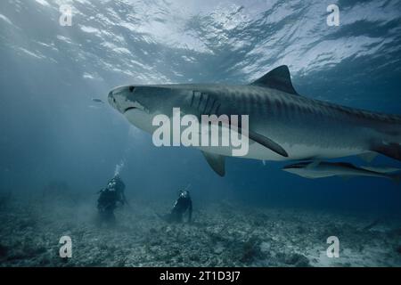 Subacquei che osservano uno squalo tigre nuotare sott'acqua Foto Stock