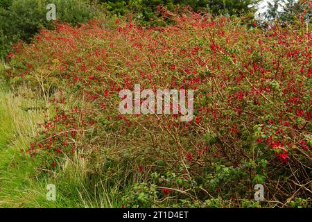 Hedgerow di Red Fuchsia in Irlanda Foto Stock