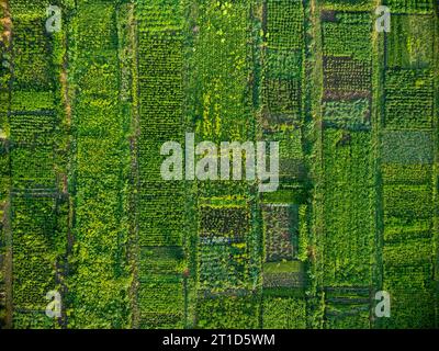 Orto verde, vista aerea dall'alto verso il basso Foto Stock